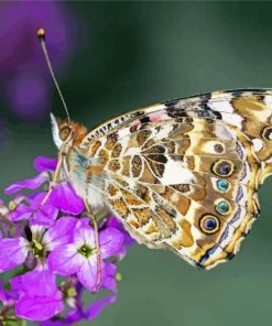 Painted Lady Insect Paint By Numbers