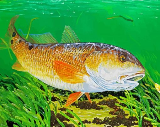 Red Drum Fish Underwater Paint By Numbers