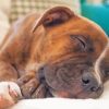 Sleepy Brindle Pitbull Paint By Numbers