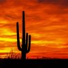 Sunset Saguaro National Park Paint By Numbers