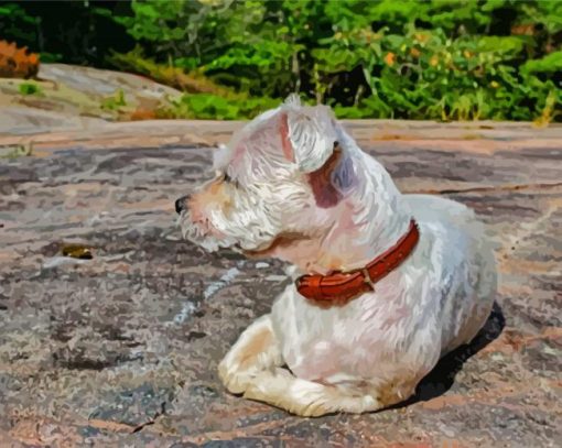 White Shorkie Dog Paint By Numbers