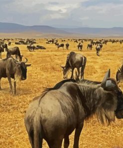 Wildebeest Animals Paint By Numbers