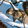 Winter Squirrel In The Forest Paint By Numbers