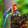 Aesthetic Rosellas Paint By Numbers