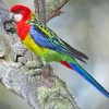 Aesthetic Eastern Rosella Paint By Numbers