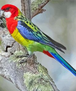 Aesthetic Eastern Rosella Paint By Numbers