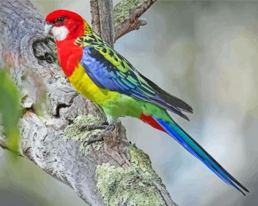 Aesthetic Eastern Rosella Paint By Numbers