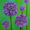 Allium Flowers Art Paint By Numbers