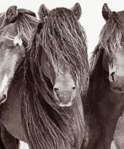 Black And White Sable Island Horses Paint By Numbers