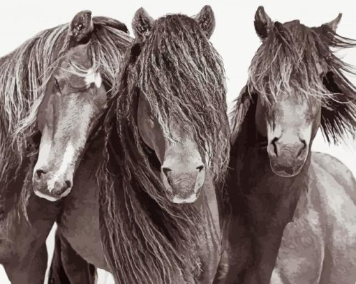 Black And White Sable Island Horses Paint By Numbers