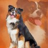 Black Tri Australian Shepherd Art Paint By Numbers