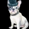 Bulldog With Hat Paint By Numbers