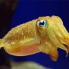 Golden Cuttlefish Paint By Numbers