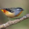 Pardalote Paint By Numbers