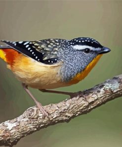 Pardalote Paint By Numbers