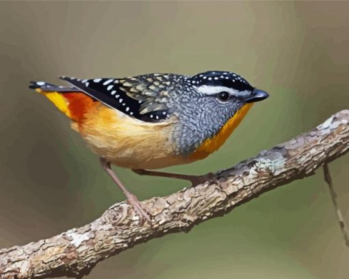 Pardalote Paint By Numbers