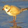 Piping Plover At The Beach Paint By Numbers