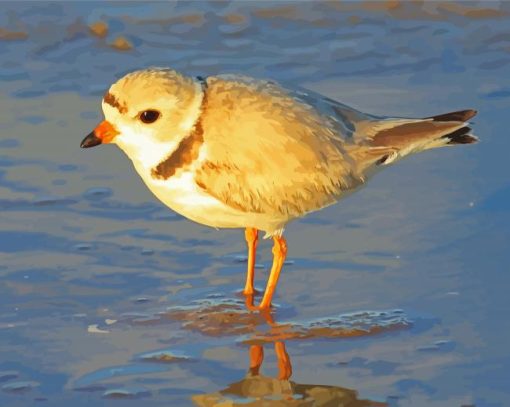 Piping Plover At The Beach Paint By Numbers