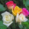 Yellow Pink And White Roses Paint By Numbers