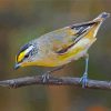 Close Up Pardalote Bird On A Branch Paint By Numbers