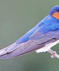 Common House Martin Swallow Paint By Numbers