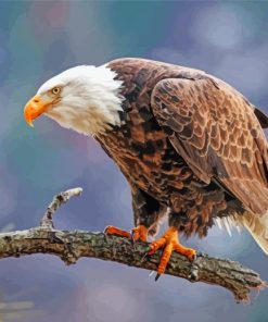 Eagle Bird On A Branch Paint By Numbers