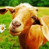 Goat And Daisy Flower Paint By Numbers