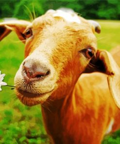 Goat And Daisy Flower Paint By Numbers