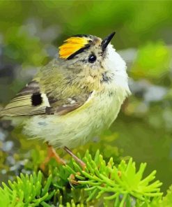 Goldcrest Bird Animal Paint By Numbers