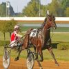 Harness Horse Race Paint By Numbers