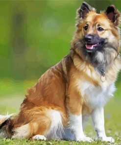 Icelandic Sheepdog Dog Paint By Numbers