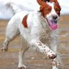 Irish Red And White Setter Dog Running Paint By Numbers