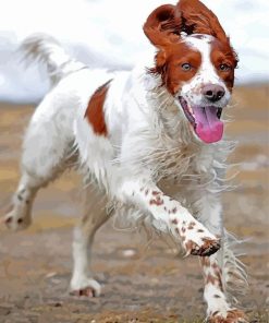 Irish Red And White Setter Dog Running Paint By Numbers