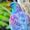 Kereru Bird Paint By Numbers