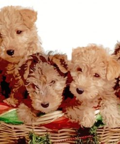 Lakeland Terrier Puppies Paint By Numbers