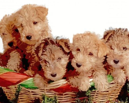 Lakeland Terrier Puppies Paint By Numbers