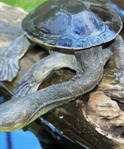 Long Neck Turtle Paint By Numbers