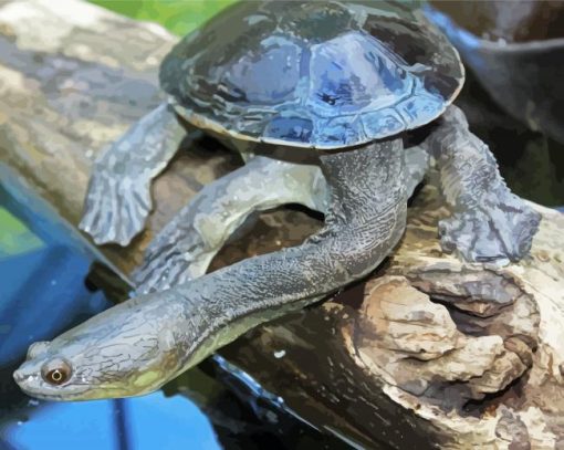 Long Neck Turtle Paint By Numbers