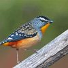 Pardalote Bird Paint By Numbers