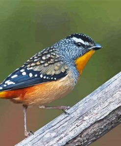 Pardalote Bird Paint By Numbers