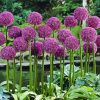 Purple Allium Plants Paint By Numbers