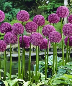 Purple Allium Plants Paint By Numbers