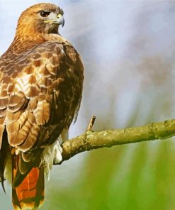 Red Tail Hawk Paint By Numbers