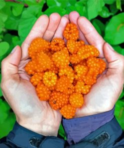 Salmonberry On Hand Paint By Numbers