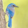 Scrub Jays On Tree Paint By Numbers