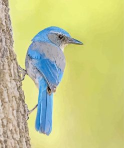 Scrub Jays On Tree Paint By Numbers