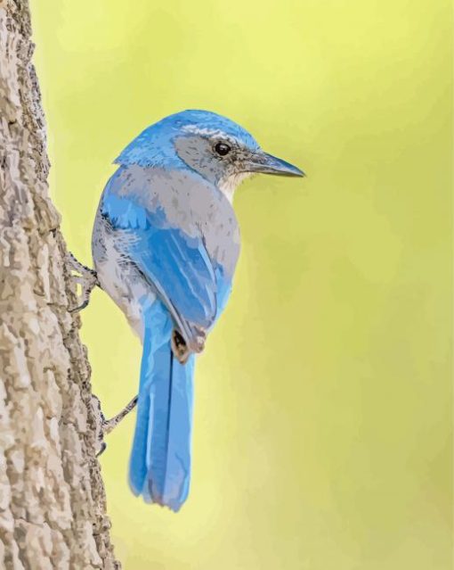 Scrub Jays On Tree Paint By Numbers