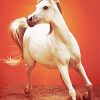 The Arabian Horse Animal Paint By Numbers