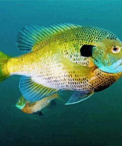 The Bluegill Fish Paint By Numbers