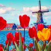 Tulpen En Molen Paint By Numbers